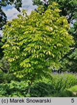 Aesculus hippocastanum Hampton Court Gold