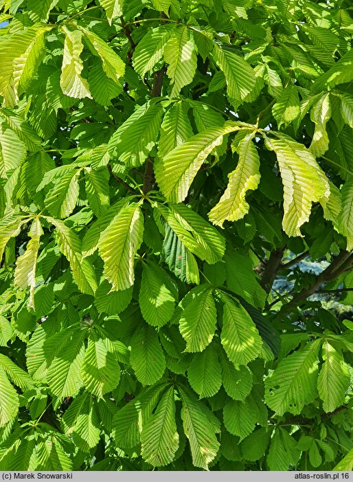 Aesculus hippocastanum Hampton Court Gold