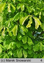 Aesculus hippocastanum Hampton Court Gold
