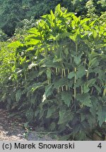 Silphium perfoliatum (różnik przerosłolistny)