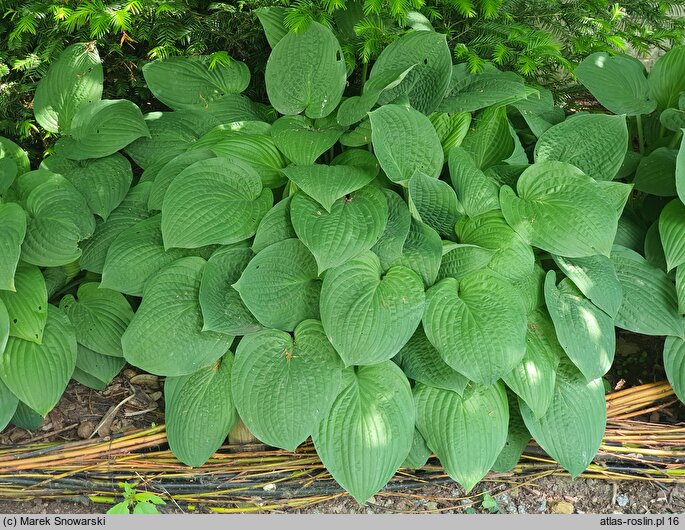 Hosta Bressingham Blue