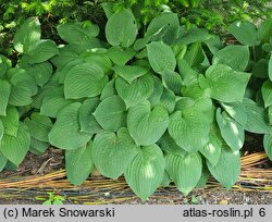 Hosta Bressingham Blue