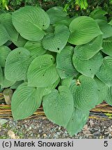 Hosta Bressingham Blue