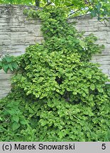 Hydrangea petiolaris Mirranda