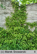 Hydrangea petiolaris Mirranda