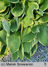 Hosta Fortunei Aureomarginata