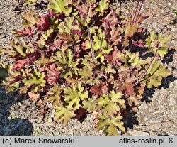 Heuchera Rex Red