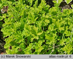 Heuchera Rex Lime