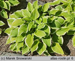 Hosta Shade Fanfare