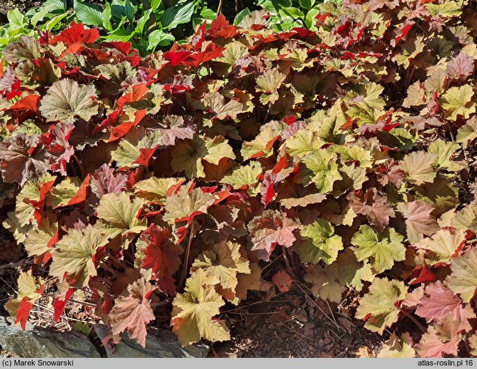 Heuchera Rex Dark Amber