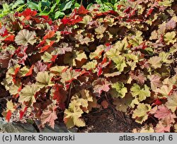 Heuchera Rex Dark Amber