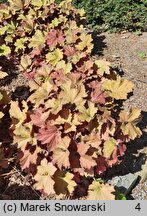 Heuchera Rex Dark Amber