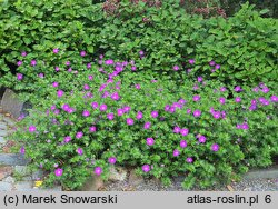 Geranium sanguineum (bodziszek czerwony)