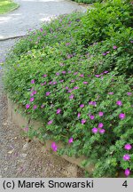 Geranium sanguineum (bodziszek czerwony)