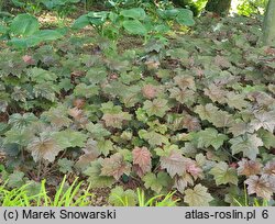 Heuchera micrantha var. diversifolia Palace Purple