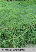 Lithospermum purpurocaeruleum (nawrot czerwonobłękitny)