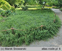 Lithospermum purpurocaeruleum (nawrot czerwonobłękitny)