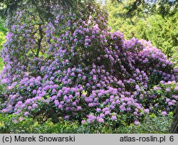 Rhododendron Fastuosum Flore Pleno