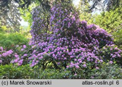 Rhododendron hort. Fastuosum Flore Pleno