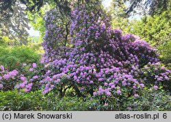 Rhododendron Fastuosum Flore Pleno