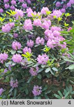 Rhododendron hort. Fastuosum Flore Pleno