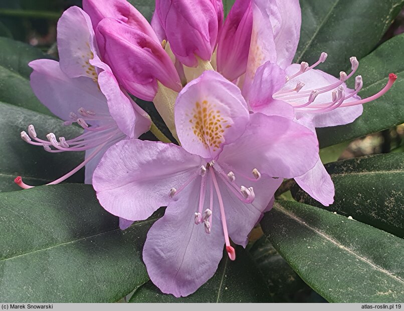 Rhododendron hort. Fastuosum Flore Pleno