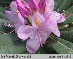 Rhododendron Fastuosum Flore Pleno