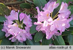 Rhododendron hort. Parson's Gloriosum