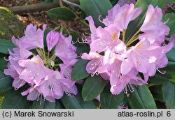 Rhododendron Parson's Gloriosum