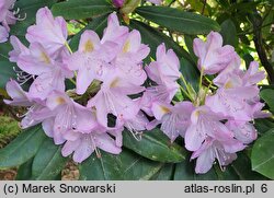 Rhododendron hort. Parson's Gloriosum
