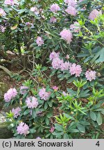 Rhododendron hort. Parson's Gloriosum
