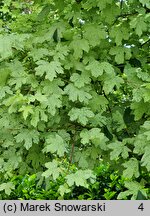 Acer campestre Pulverulentum