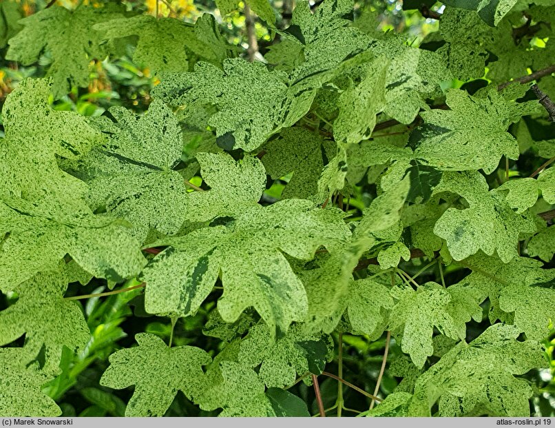 Acer campestre Pulverulentum