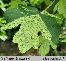 Acer campestre Pulverulentum