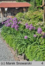 Allium hort. Globemaster
