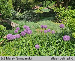 Allium Globemaster