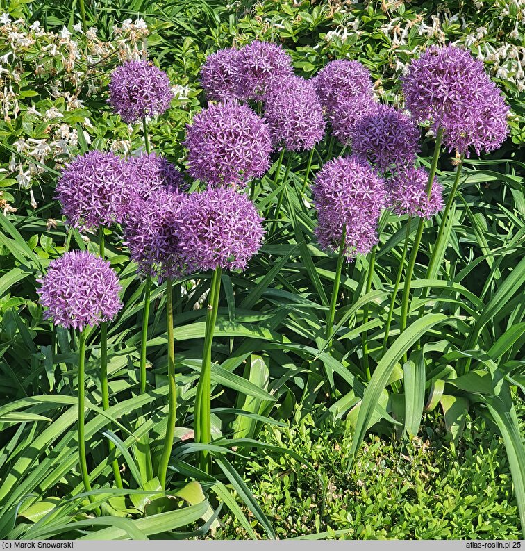 Allium hort. Globemaster
