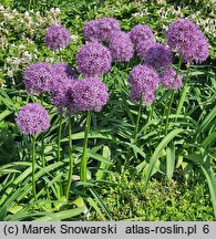 Allium Globemaster