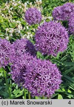 Allium hort. Globemaster