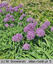 Allium hort. Globemaster