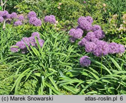 Allium hort. Globemaster
