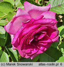 Rosa hort. Dorient