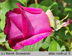 Rosa hort. Dorient