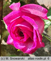 Rosa hort. Dorient