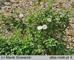 Rosa hort. Hella