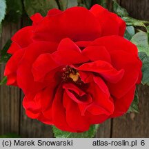 Rosa hort. Amadeus