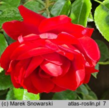 Rosa hort. Amadeus