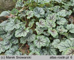 Heuchera Venus