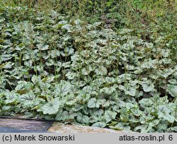 Heuchera Venus