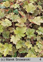 Heuchera Ginger Ale